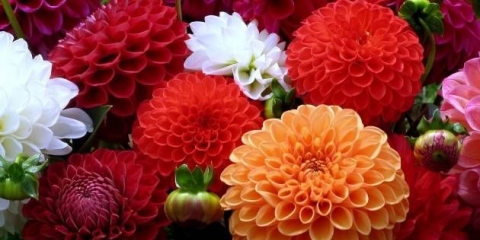 Kada saditi dalije za sadnice